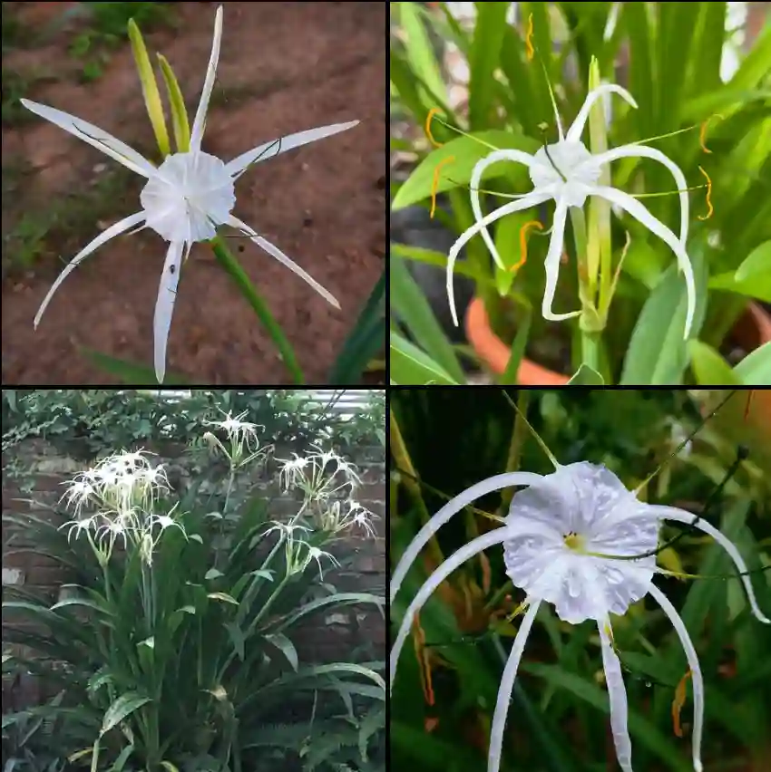 Hymenocallis