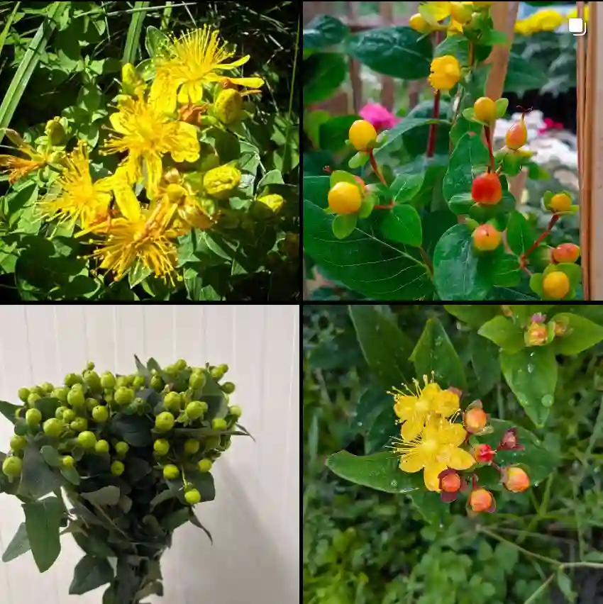 Hypericum