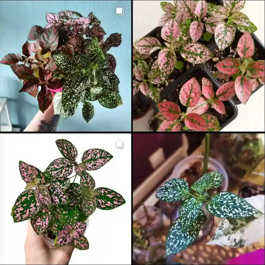 Hypoestes