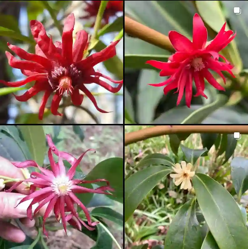 Illicium