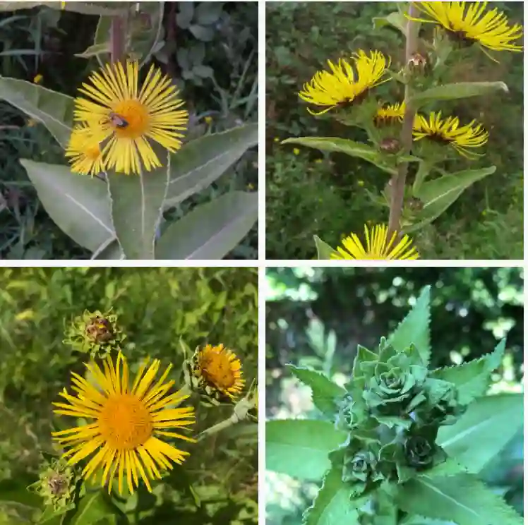 Inula