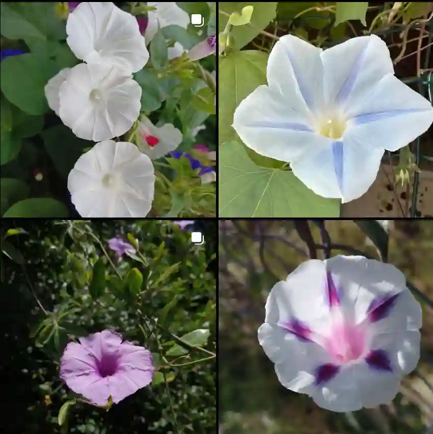 Ipomoea