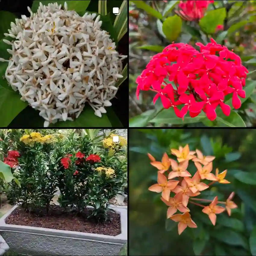 Ixora