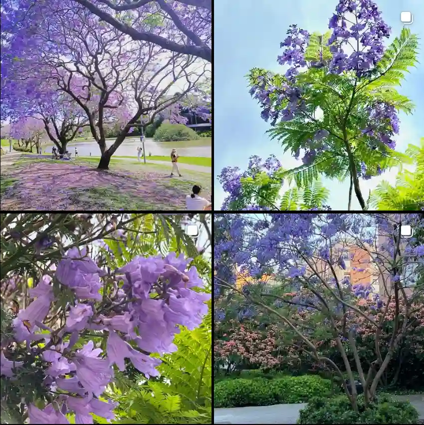 Jacaranda