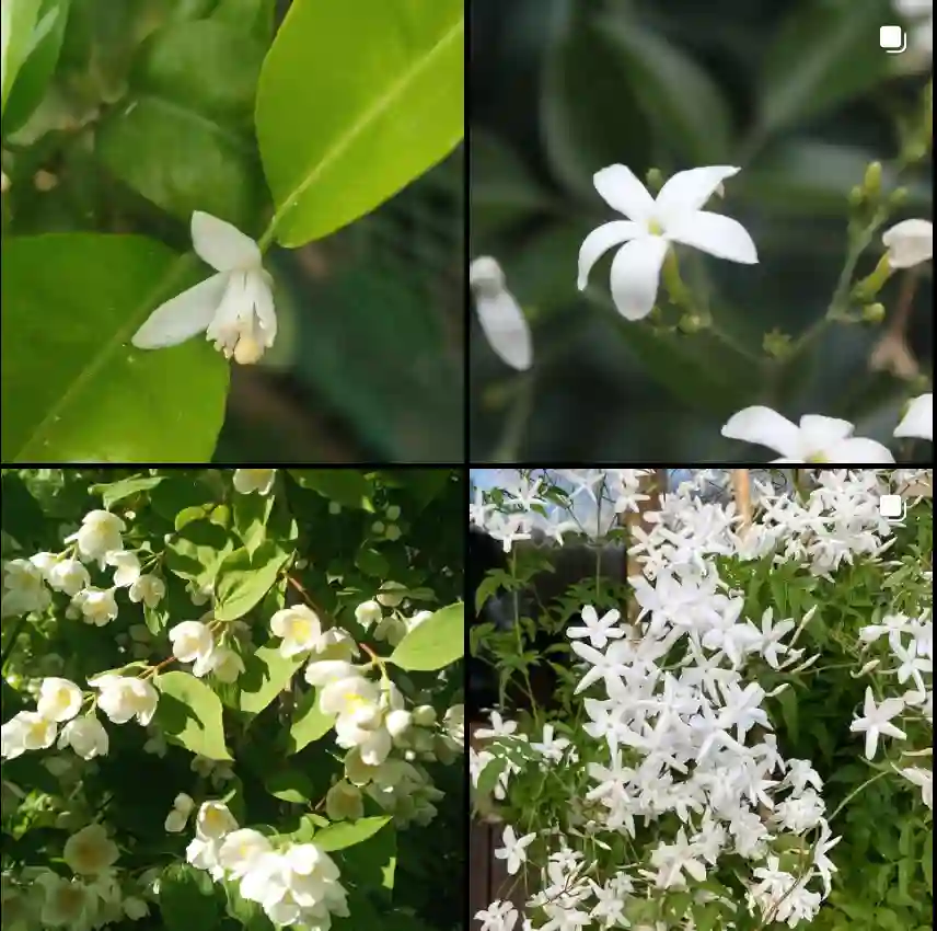 Jasminum