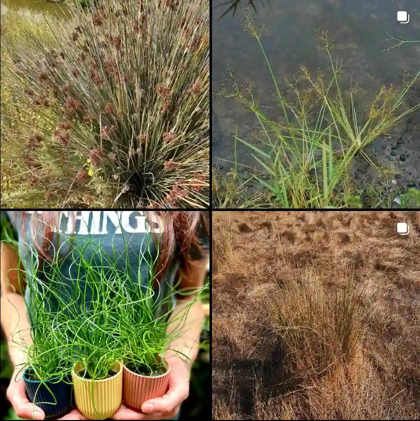 Juncus