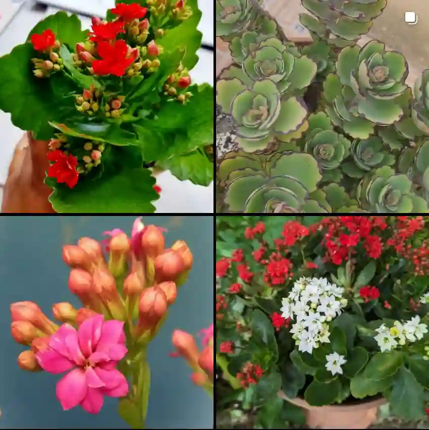 Kalanchoe