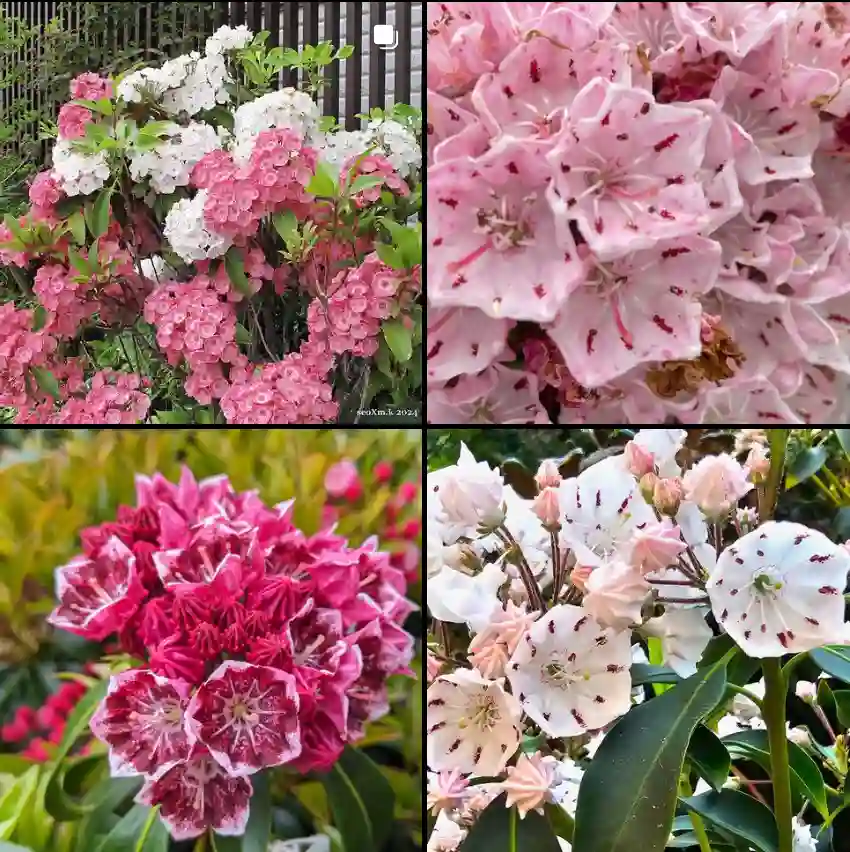 Kalmia