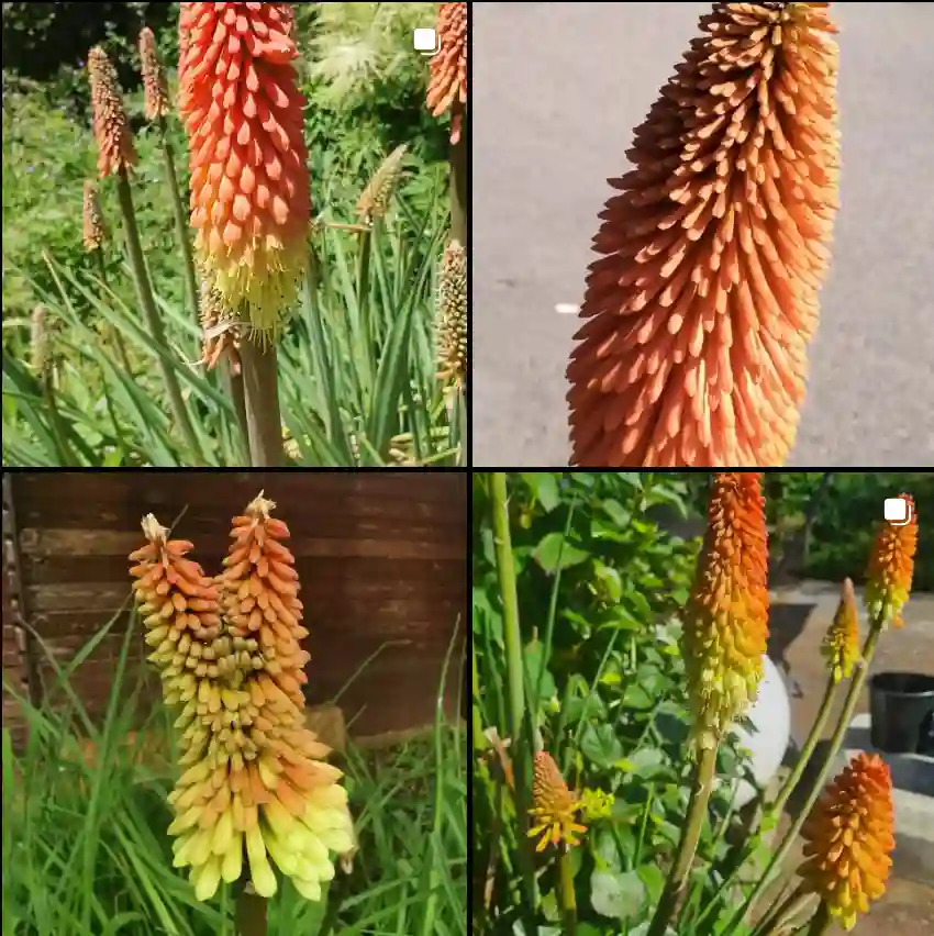 Kniphofia