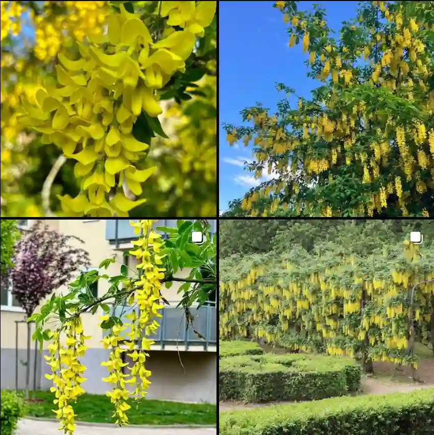 Laburnum