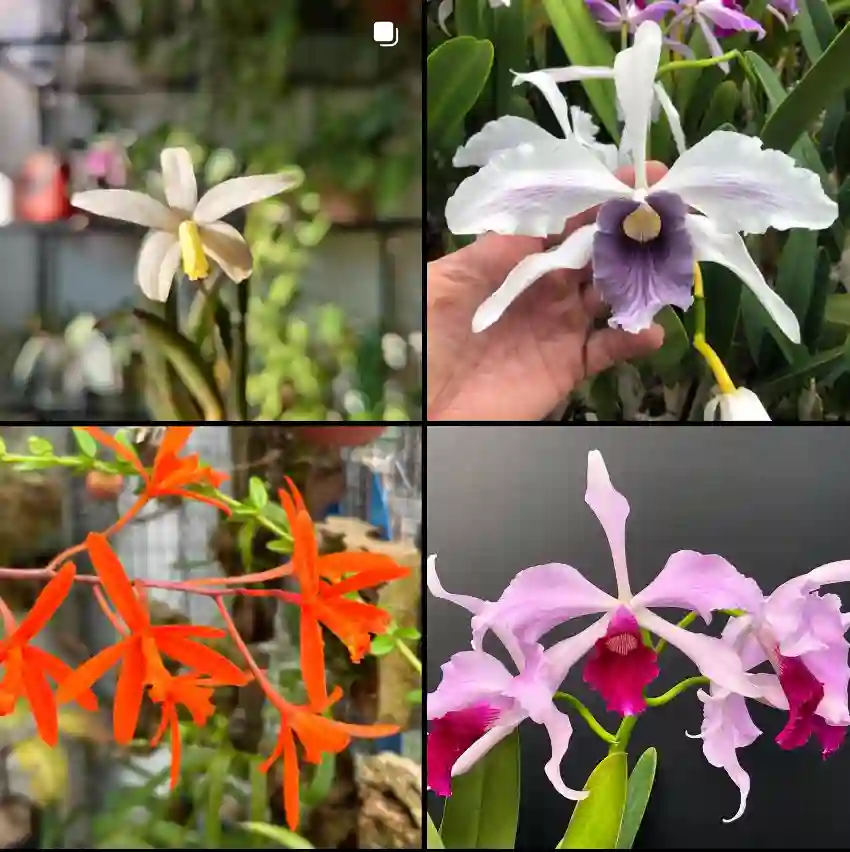 Laelia