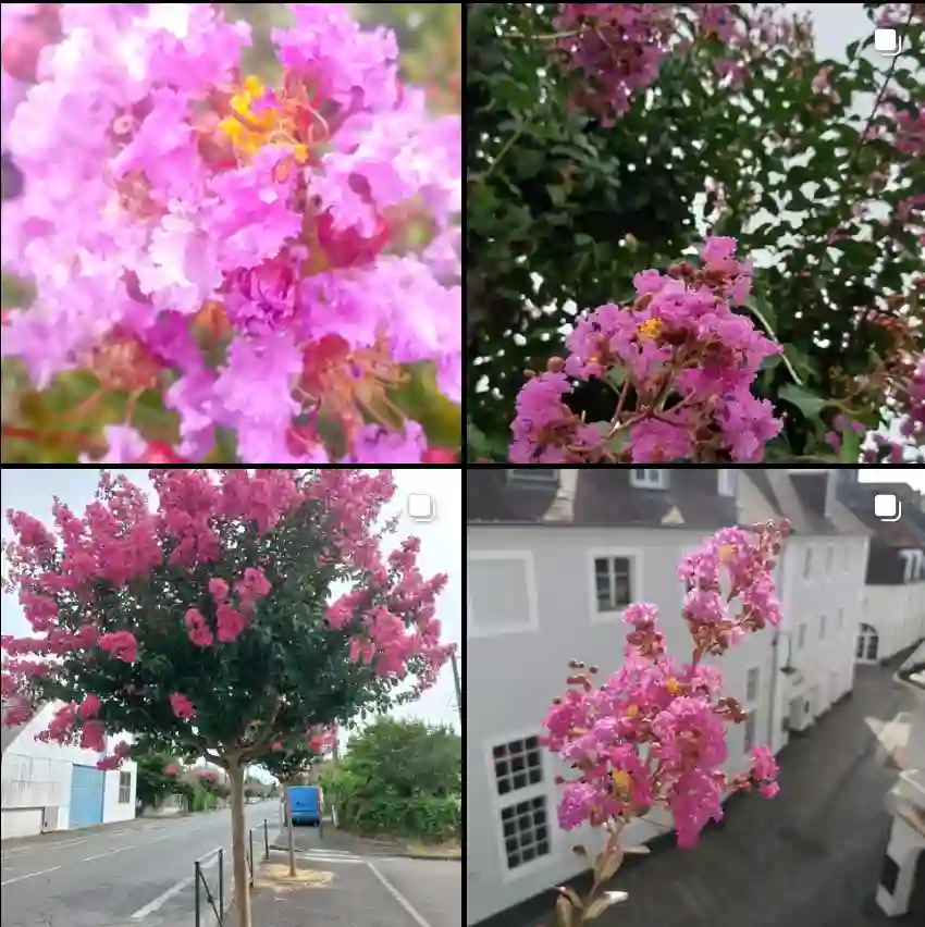 Lagerstroemia