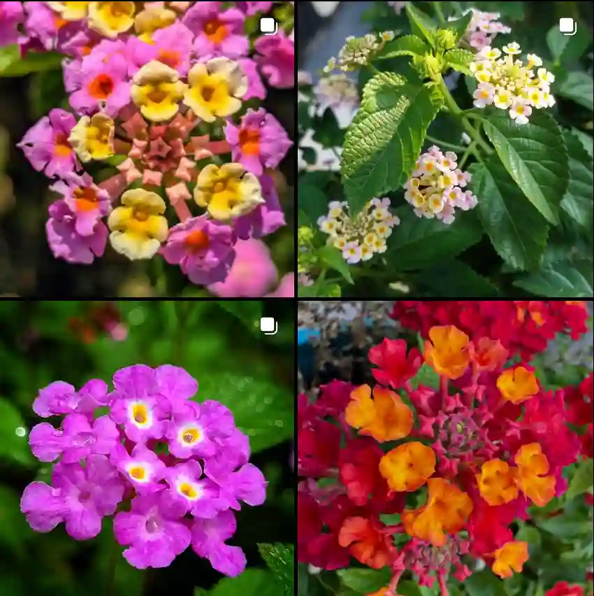 Lantana