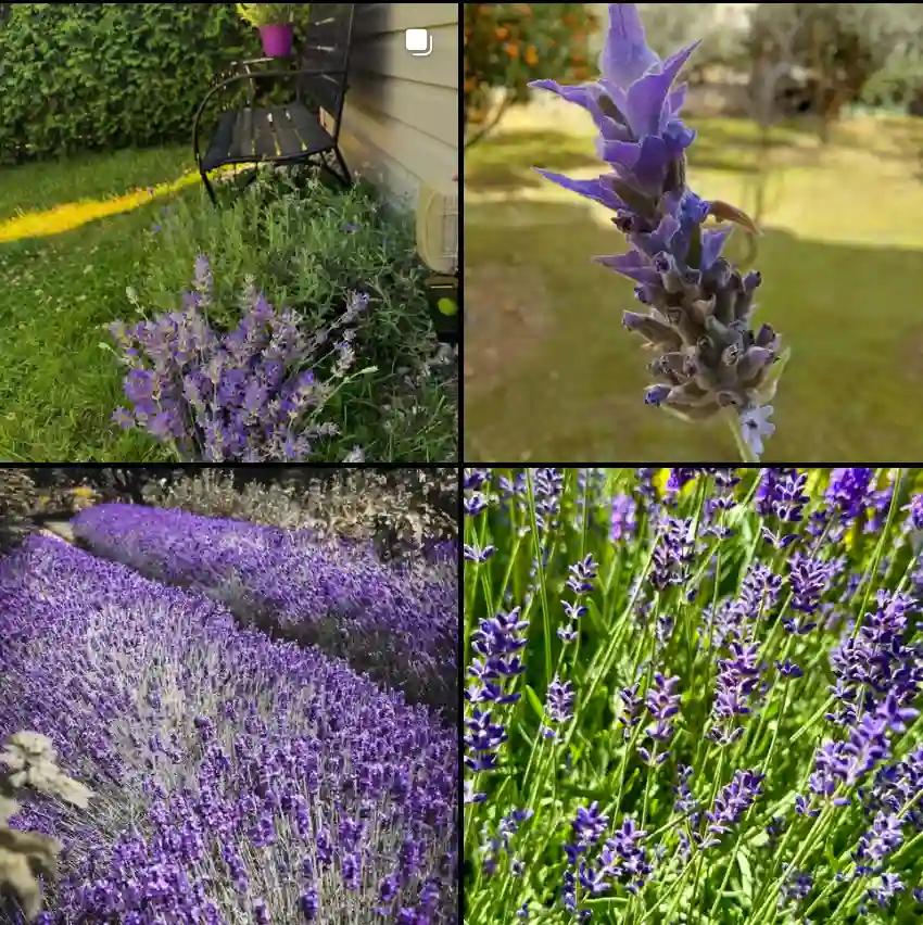 Lavandula