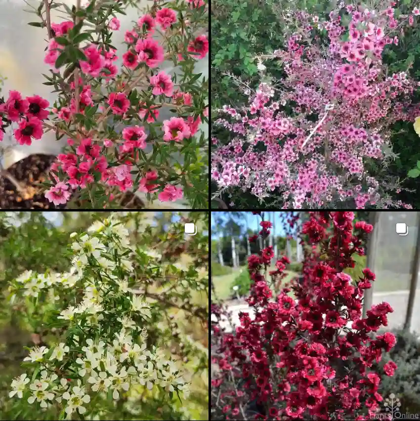 Leptospermum