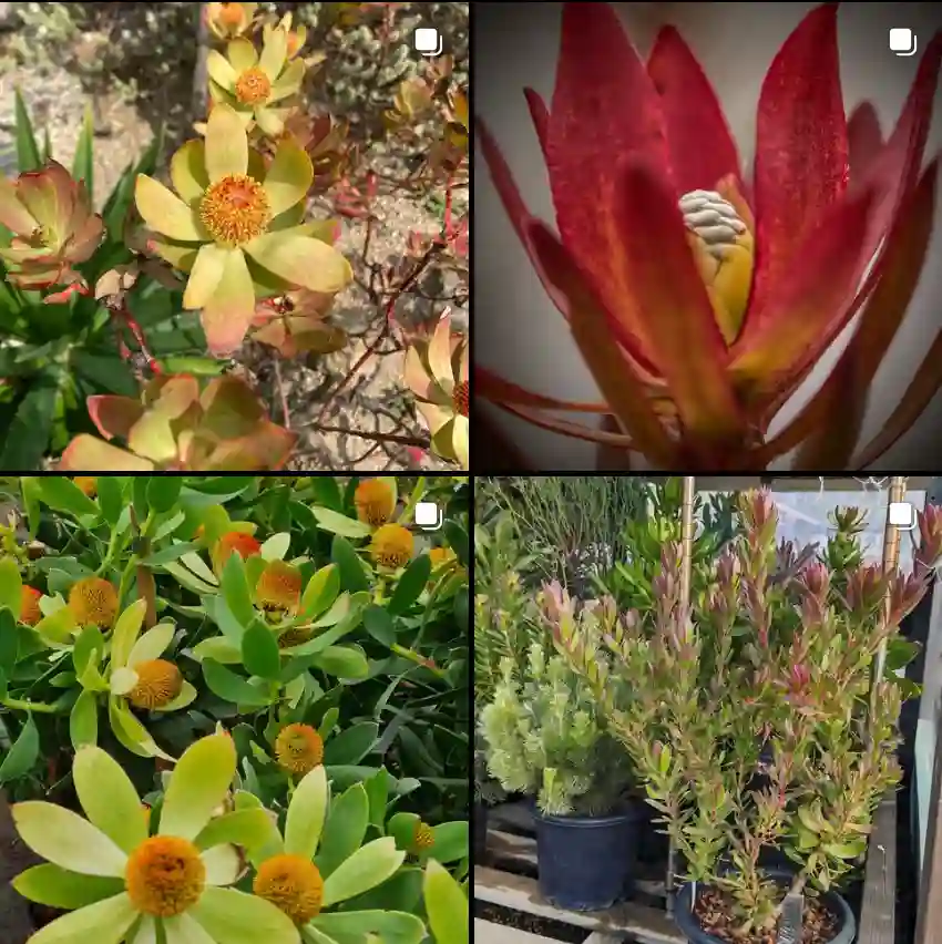 Leucadendron