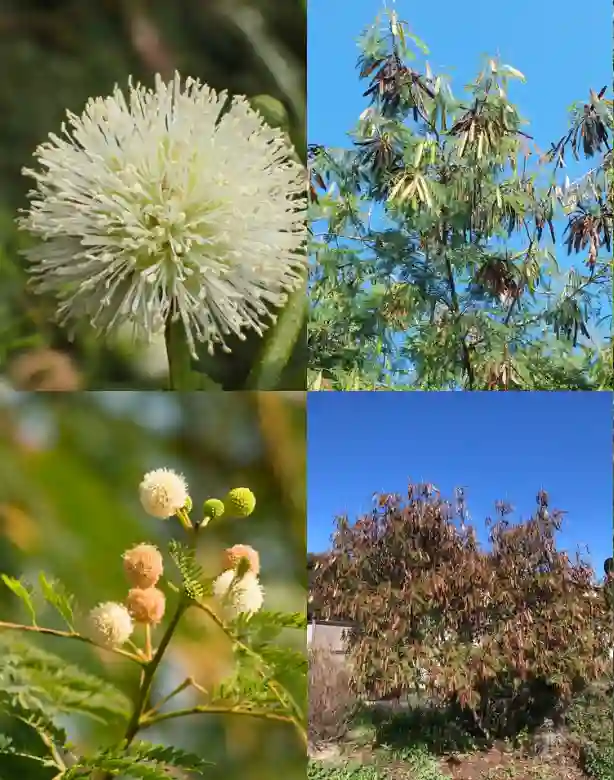 Leucaena