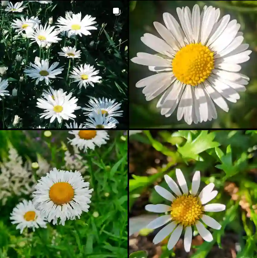 Leucanthemum