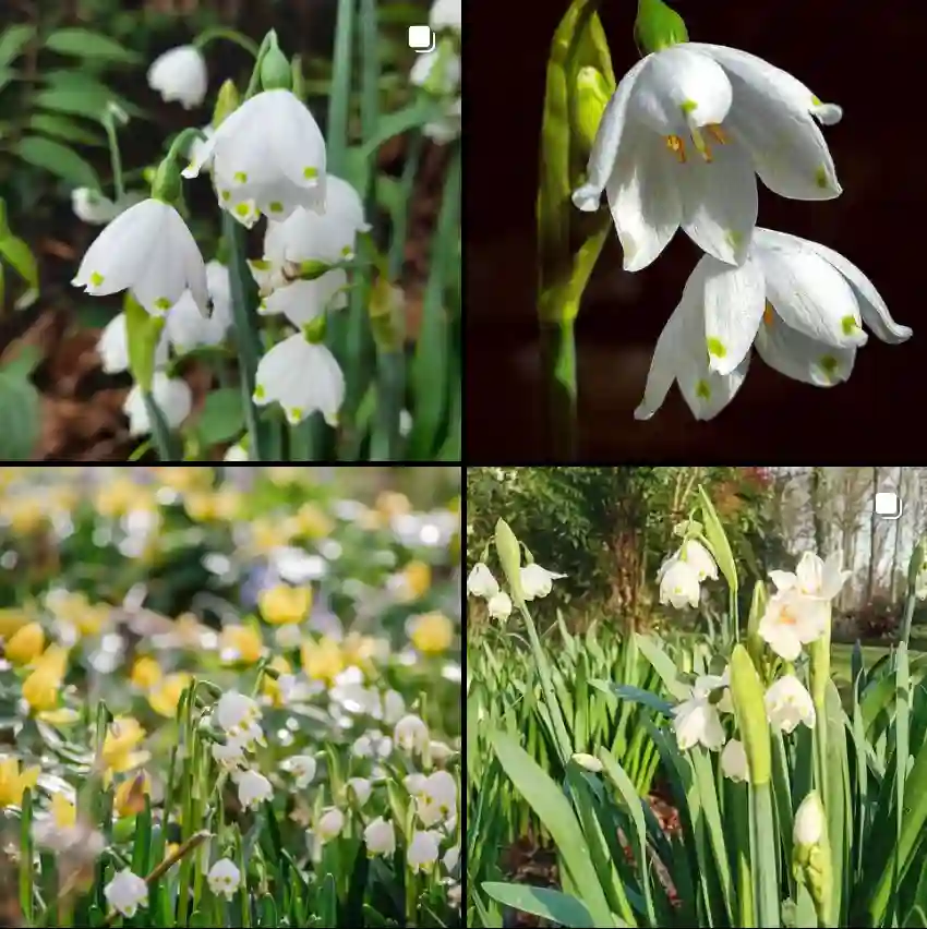 Leucojum