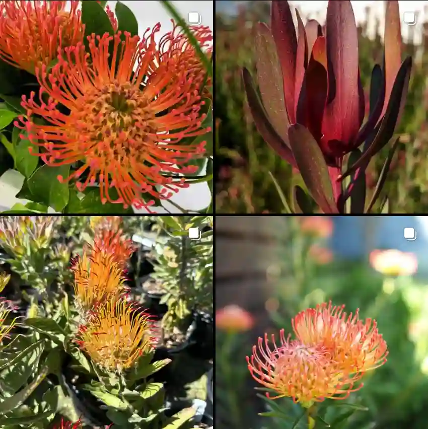 Leucospermum