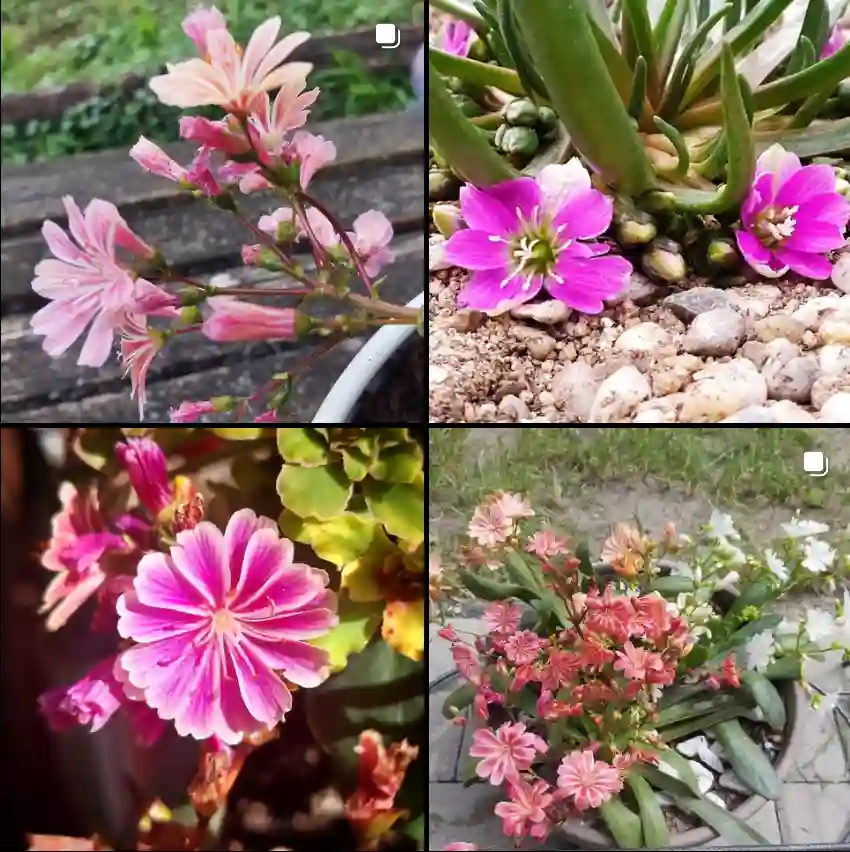 Lewisia