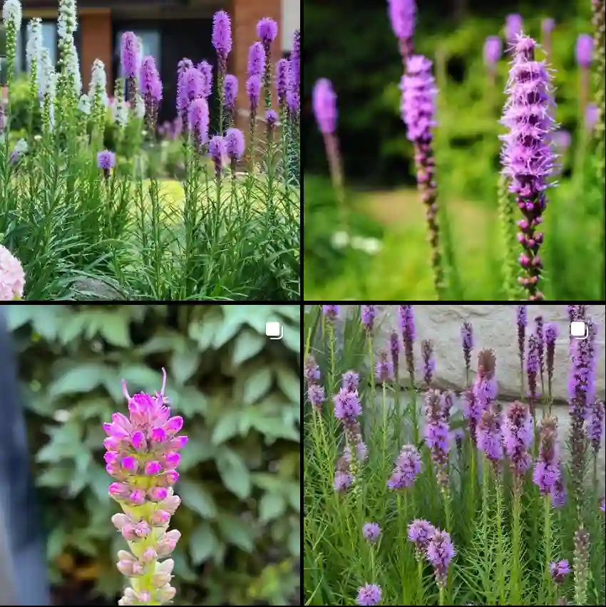 Liatris