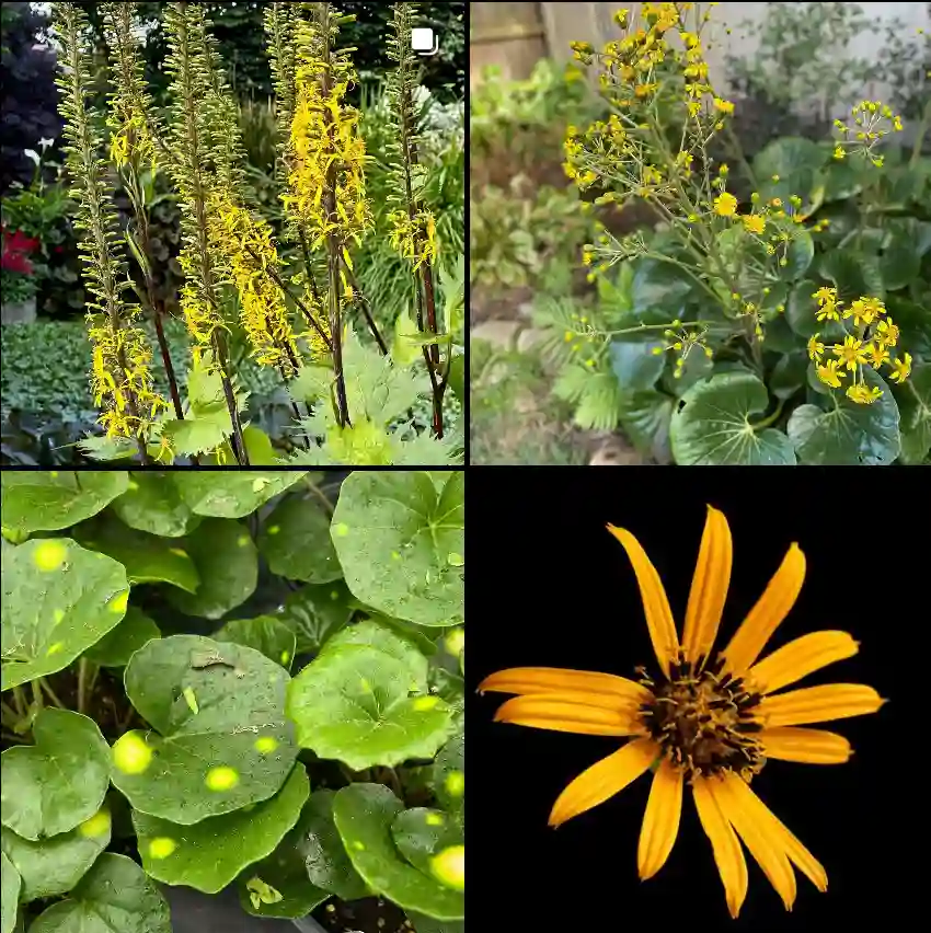 Ligularia