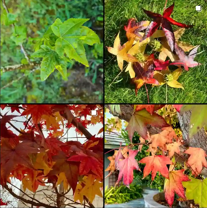 Liquidambar