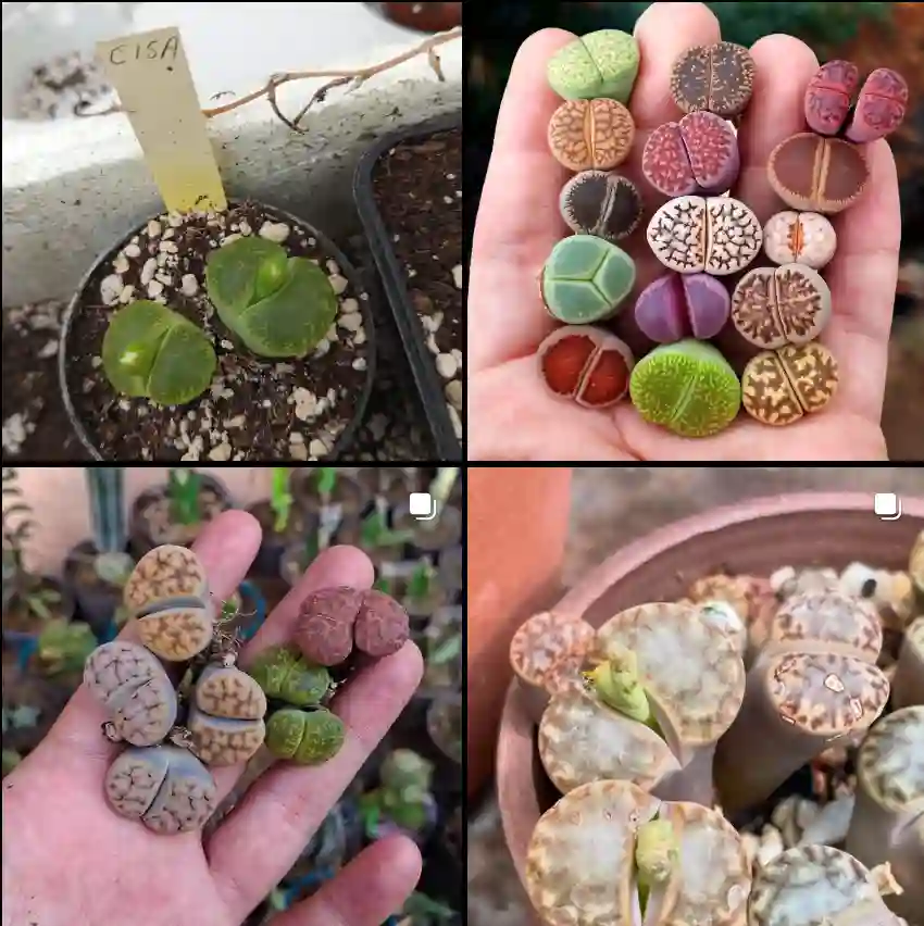 Lithops