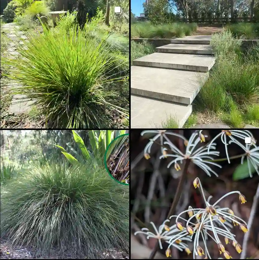 Lomandra