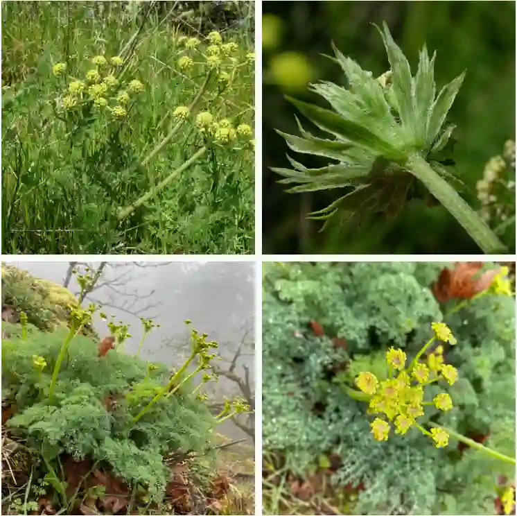 Lomatium