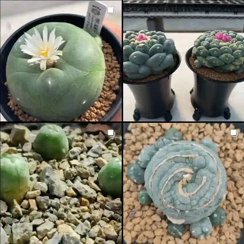 Lophophora