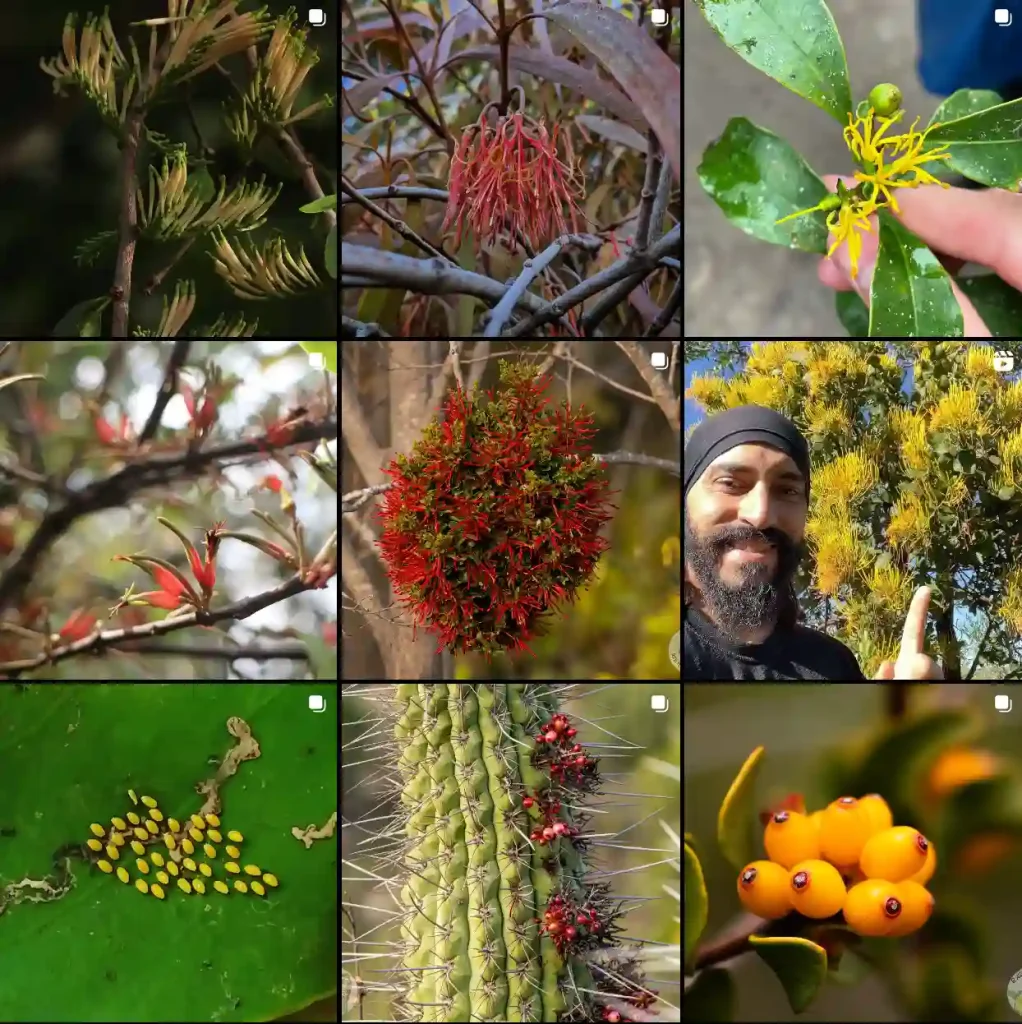 Loranthaceae