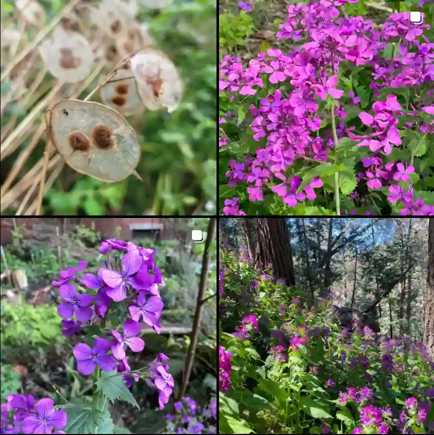 Lunaria