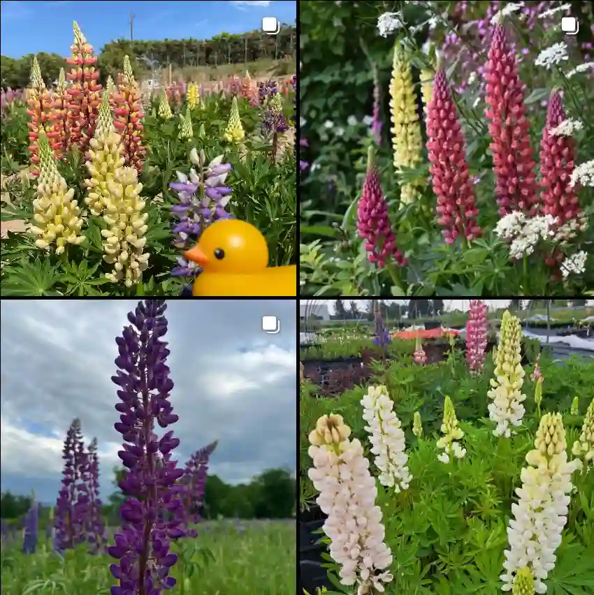 Lupinus