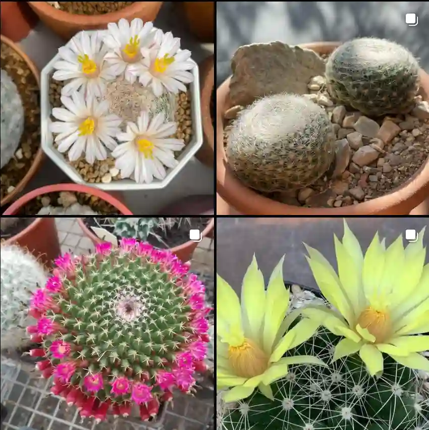 Mammillaria