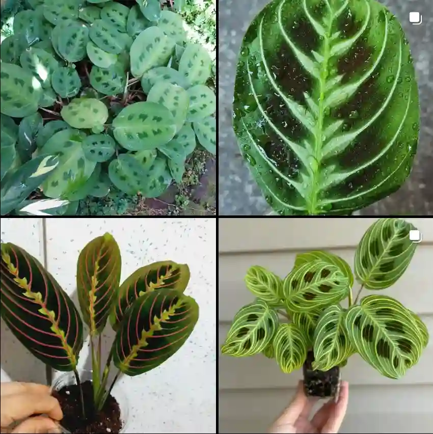 Maranta