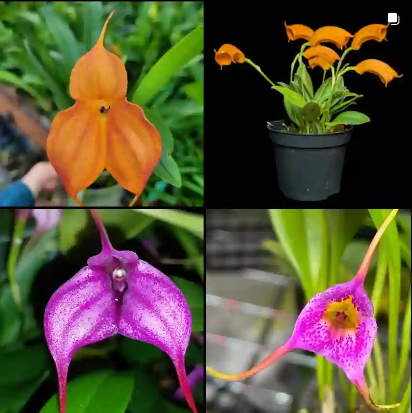 Masdevallia