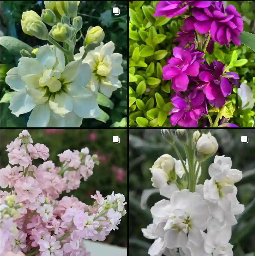 Matthiola