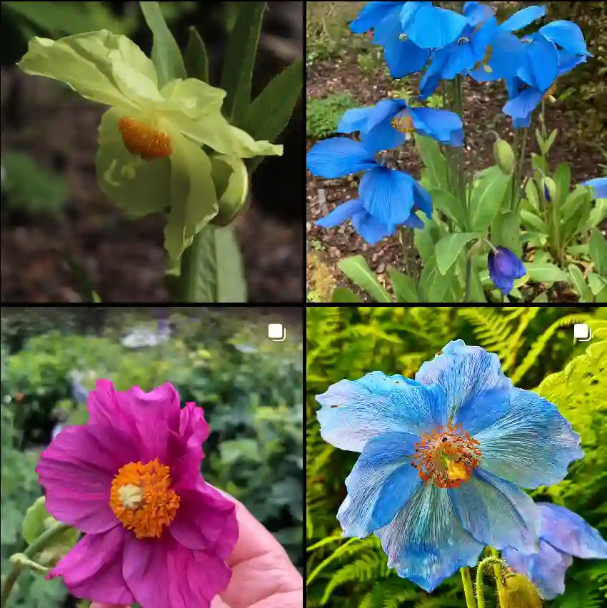 Meconopsis