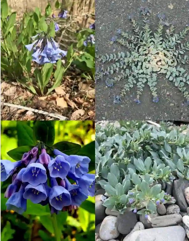 Mertensia