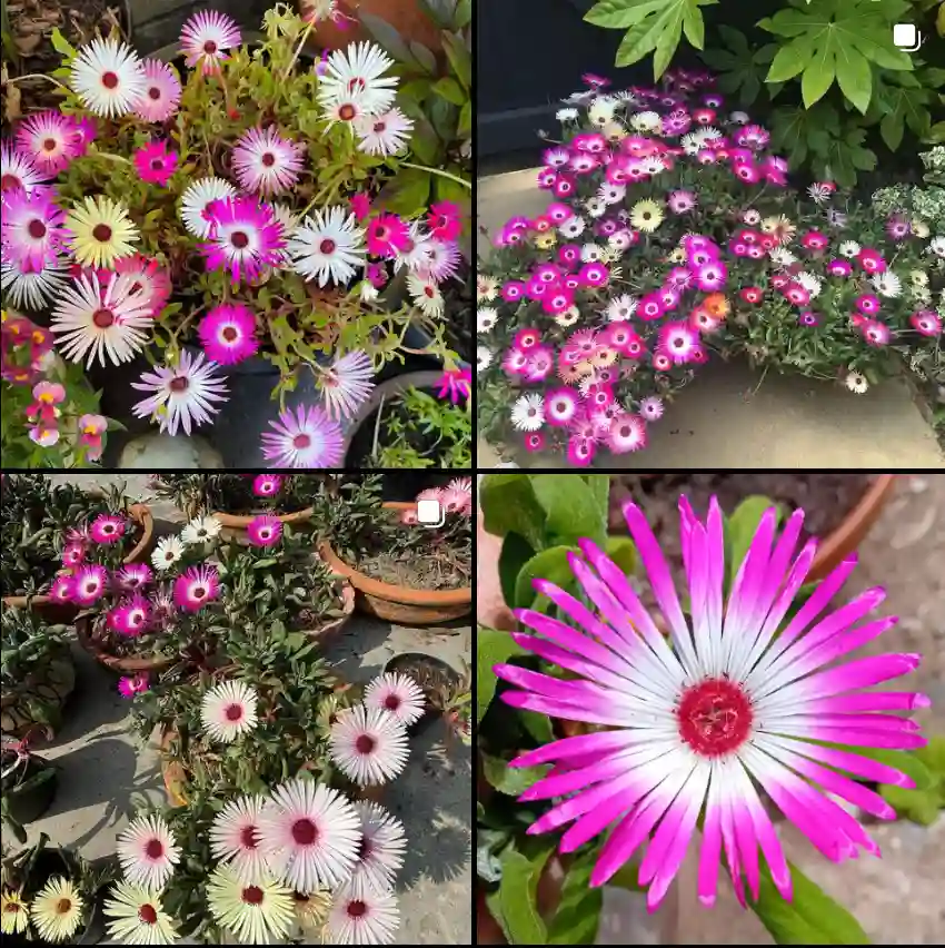 Mesembryanthemum