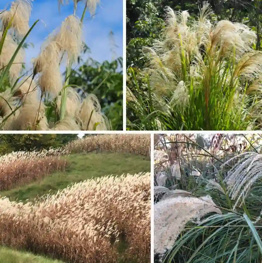 Miscanthus