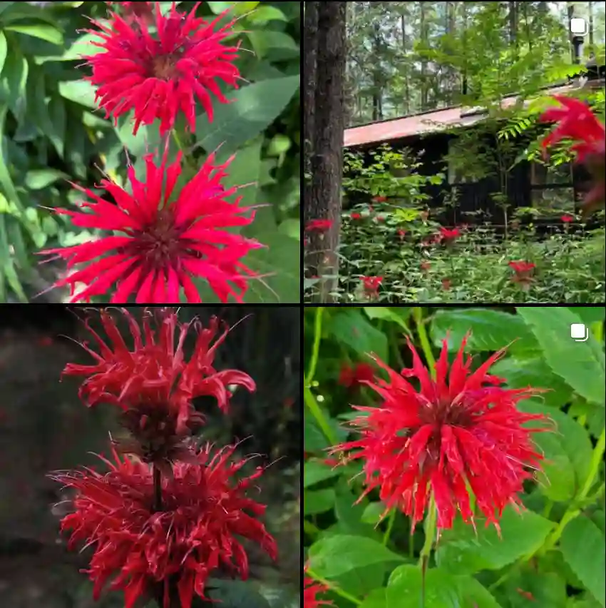 Monarda