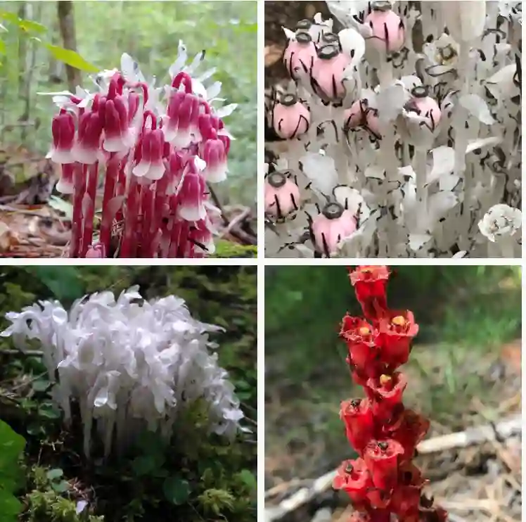 Monotropa