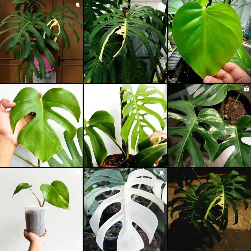 Monstera Sierrana | Monsteraholic