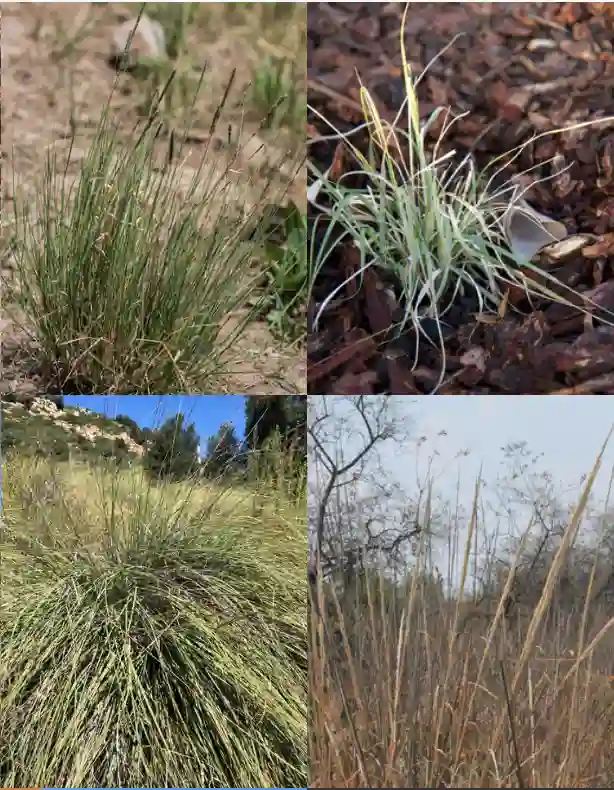 Muhlenbergia