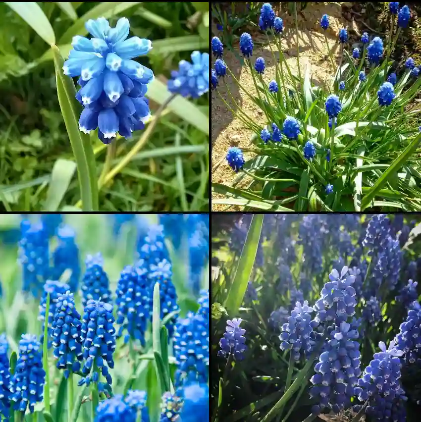 Muscari