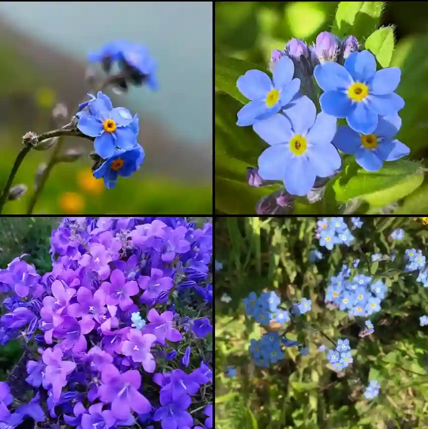 Myosotis