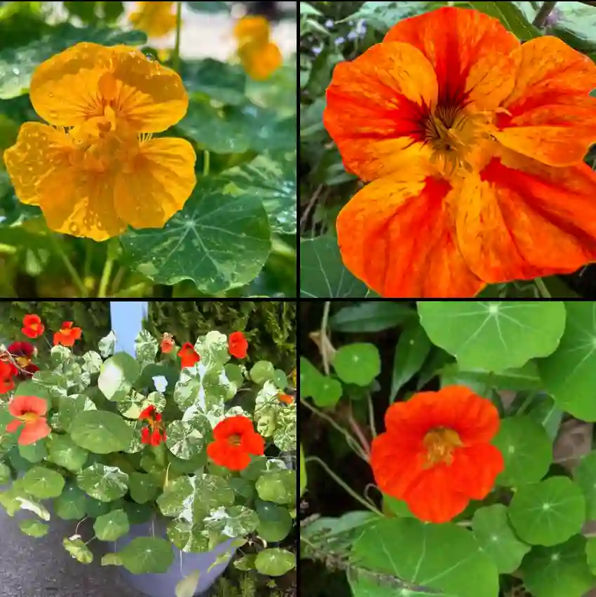 Nasturtium